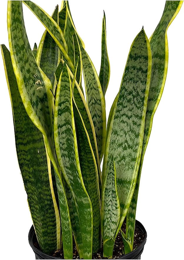 RedCrocus Variegated Snake Plant Sansevieria trifasciata 'Laurentii'- Indoor Air Purifying, Low Maintenance, Drought Tolerant Green Houseplant 10" Pot