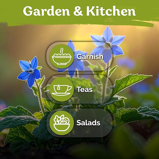 KVITER 150 Borage Seeds (Borago officinalis) - Blue Strawflower, Edible Flower for Teas, Attracts Pollinators - Organic & Heirloom Herb Seeds for Planting in Outdoor & Indoor Garden, Beds, Containers