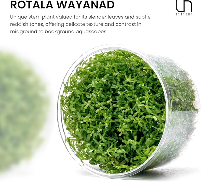 Ultum Nature Systems Live Tissue Culture - Rotala 'Wayanad' - Moderate - High Light - Green to Reddish Accent - Midground to Background - 100% Snail Free Grown in-Vitro - Regular Cup