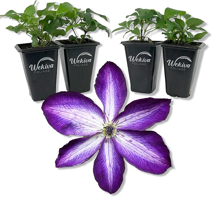 Clematis Venosa Violacea - 4 Live Starter Plants in 2 Inch Growers Pots - Starter Plants Ready for The Garden - Rare Clematis for Collectors