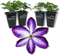 Clematis Venosa Violacea - 4 Live Starter Plants in 2 Inch Growers Pots - Starter Plants Ready for The Garden - Rare Clematis for Collectors