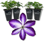 Clematis Venosa Violacea - 4 Live Starter Plants in 2 Inch Growers Pots - Starter Plants Ready for The Garden - Rare Clematis for Collectors