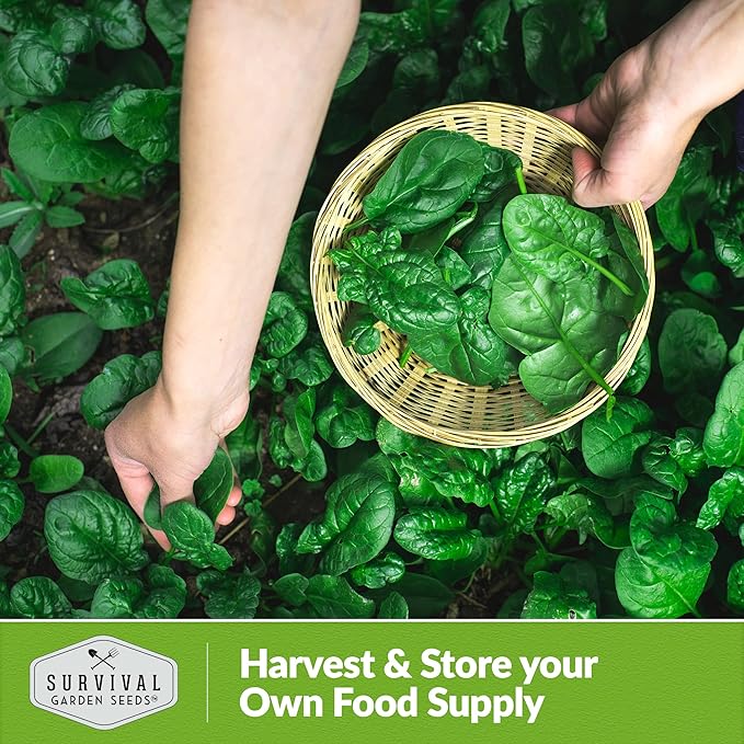 Bloomsdale Spinach Seeds for Planting | Heirloom Non-GMO Variety for Home Vegetable Gardens – Cold Hardy, Fast Growing Greens for Fall, Winter, Spring – Survival Garden Seeds (1 Pack)