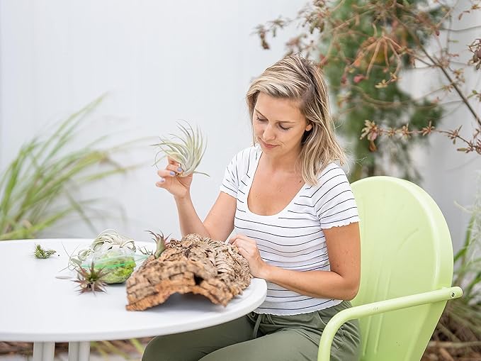 Medium Natural Cork Bark DIY Kit with Mini Xerographica Air Plants, Glue and Hook - Live Tillandsia Succulent House Plant - Wholesale and Bulk - Home and Garden Decor - Easy Care Indoor Outdoor Plants