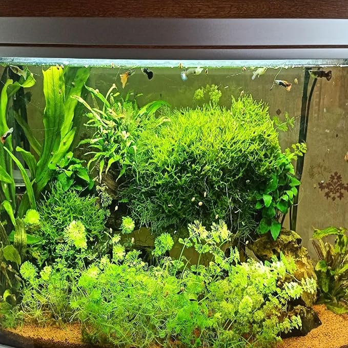 Java Moss Freshwater Live Aquarium Plants on Coconut Shell Driftwood Bridge Perfect for Fish Tank Decoration