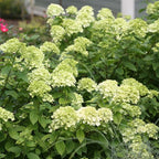 2 Gal. Little Lime Hydrangea Shrub