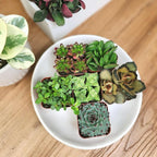 Succulents Plants Live (6PK) Potted Succulent Plants Live House Plants, Cactus Plants Live Plants Indoor Plants Live Houseplants, Indoor Plant Succulents Live Plant House Plant by Plants for Pets