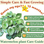 Dr. Lu’s Organic Watermelon Peperomia | Rare Peperomia Live Plant | Rooted Cute Watermelon Plant for Air Purifying | Easy Grow PeperomiaArgyreia in 4'' Nursery Pot