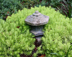 Angelina Sedum Ground Cover, 6 Inch Round, Pet Safe Organic Plant, Yellow-Green Foliage