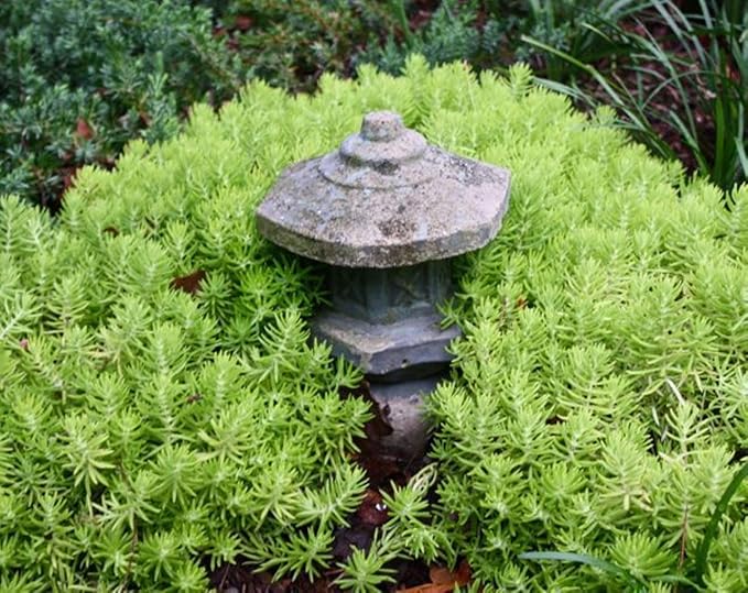 Angelina Sedum Ground Cover, 6 Inch Round, Pet Safe Organic Plant, Yellow-Green Foliage