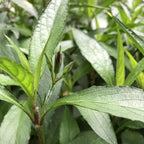 Chalily Blue Bells, a Great Live Pond Plant for Your Water Garden. Filters koi and Goldfish Ponds. Good for Bogs, Plant Shelf or Shallow Water This marginal Aquatic is a Real Beauty