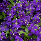 Clematis Vine Plant, Clematis Vine Plants Live in 2.5 Inch Pot, Perennial Climbing Clematis Plants Live for Outdoor Garden (Dark Purple Flowers)