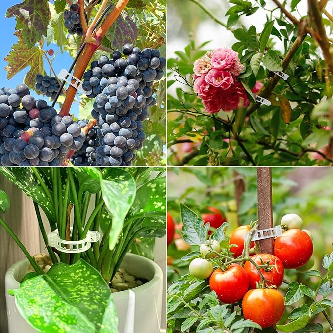 100 Pcs Plastic Plant Clip, Plant Support Clips for Support Tomato Grape Vine Vegetables, Reusable Trellis for Climbing Plants Outdoor, Plant Wall Clips to Grow Upright Makes Plants Healthier
