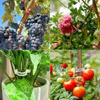 100 Pcs Plastic Plant Clip, Plant Support Clips for Support Tomato Grape Vine Vegetables, Reusable Trellis for Climbing Plants Outdoor, Plant Wall Clips to Grow Upright Makes Plants Healthier