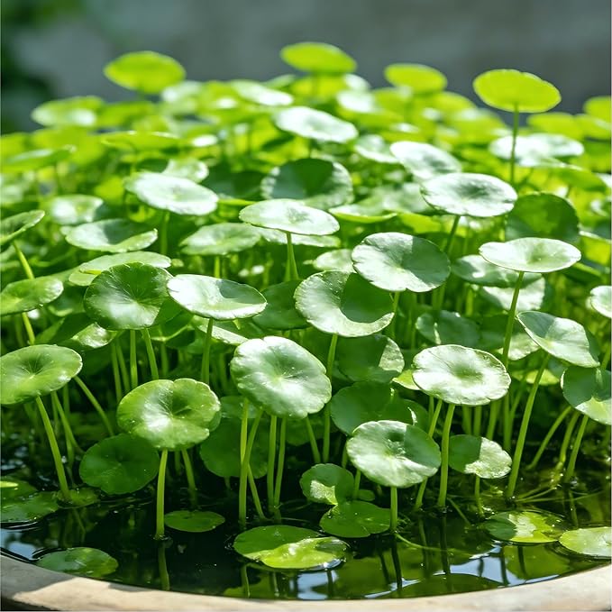 CarpetC 400+ Gotu Kola Seeds for Planting, Ornamental Plants Centella Hydrocotyle vulgaris, Pennywort Aquatic Plant with Round Coin-Shaped Leaves for Ponds, Aquariums & Container Gardens