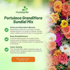 Outsidepride Sundial Mixed Moss Rose Seeds - 500 Pcs Annual, Drought & Heat Tolerant, Pollinator Friendly Ground Cover Seeds for Planting w/Vibrant Blooms & Succulent Foliage, Ideal for Xeriscaping