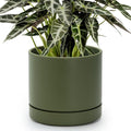 Phoenix Vine 8 Inch Planter Pot with Drainage Hole & Saucer, Deep Water Catch Tray, Straight Cylindrical Round Pot for Plants, Olive, Pack of 1, 23-F-T-1