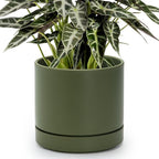 Phoenix Vine 8 Inch Planter Pot with Drainage Hole & Saucer, Deep Water Catch Tray, Straight Cylindrical Round Pot for Plants, Olive, Pack of 1, 23-F-T-1
