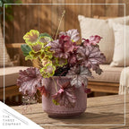 Live Heuchera (Coral Bells) – Tri-Color Blend – Beautiful Shade Perennial – Healthy Spring Plant – 10" Tall by 6" Wide in 2 Qt Pot