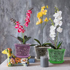 Orchid Pot, 6.7 Inch 8 Pack Orchid Pots with Holes and Saucers,Plastic Orchid Planter - Rose Quartz