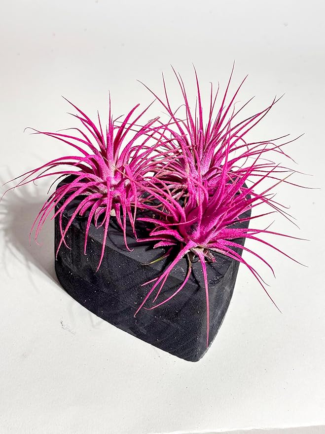 Air Plants - Tillandsia Ionantha - Organically Enhanced Color - Live Arrival Guaranteed - House Plants for Home Decor & Gift (Rose Pink 3 Pk + Black Heart)