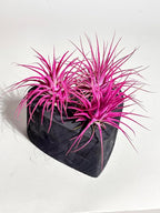 Air Plants - Tillandsia Ionantha - Organically Enhanced Color - Live Arrival Guaranteed - House Plants for Home Decor & Gift (Rose Pink 3 Pk + Black Heart)