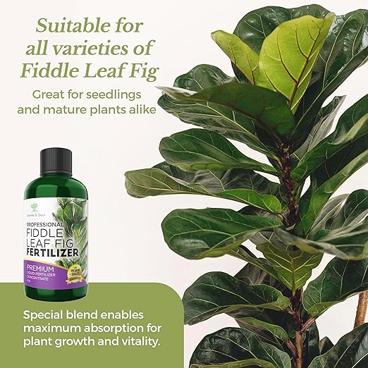 Professional Fiddle Leaf Fig Fertilizer Liquid 3-1-2 Concentrate 8 oz, Premium Fiddle Leaf Fig Plant Food for Indoor House Plants, Liquid Fertilizer for Fiddle Leaf Fig Plants