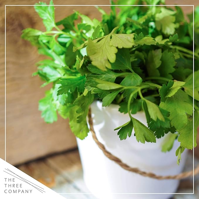 Live Aromatic and Edible Herb Assortment (Rosemary, Eucalyptus, Mint, Lemon Balm, Other Assorted Herbs), 6 Plants Per Pack