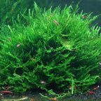 3xJava Moss Plants, Live Aquarium Plant | Versatile & Low-Maintenance Aquatic Moss Plant Perfect for Creating Beautiful Aquascapes Bunch Special BUY2GET1FREE