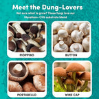 Mycelium 6LB Mushroom Growing Kit | CVG Substrate & Millet/Milo Grain Blend w/Cultivation Enhancer | All-in-One Pre-Sterilized Bag with Injection Port | Grow Dung-Loving Mushrooms Like Magic At-Home