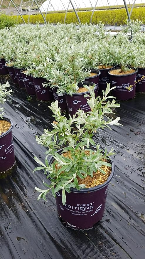 Live plant from Green Promise Farms Salix Candida Iceberg Alley (Sageleaf Willow) Shrub, 2-Size Container, Silvery Foliage