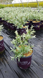 Live plant from Green Promise Farms Salix Candida Iceberg Alley (Sageleaf Willow) Shrub, 2-Size Container, Silvery Foliage