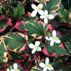 Chalily Chameleon Plant, a Great Live Pond Plant for Your Water Garden. Filters The koi and Goldfish Pond. Good for Bogs, Plant Shelf or Shallow Water This marginal Aquatic is a Real Beauty