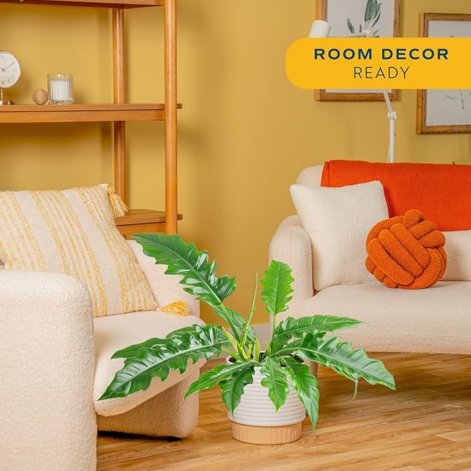 Costa Farms Philodendron Live Plant in Decorative Pot, Large Air Purifying Indoor Houseplant, Assorted Variety, Home, Room, or Office Decor, Great House Warming or Birthday Gift, 2-3 Feet Tall
