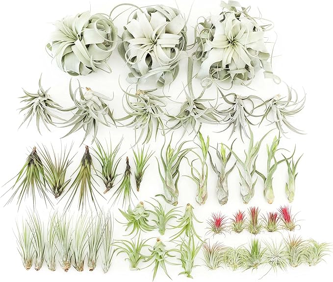 48 Air Plant Variety Pack - Live Tillandsia Succulent House Plants - Wholesale and Bulk - Home and Garden Decor - Easy Care Indoor and Outdoor Plants