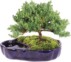 Brussel's Bonsai - Live Green Mound Juniper Bonsai Tree in Zen Reflections Pot, Outdoor Bonsai Tree Live Plant, 3 Years Old, 6-8 Inches Tall, Easy Care Bonsai for Patio Garden (Small)