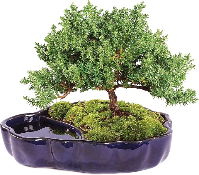 Brussel's Bonsai - Live Green Mound Juniper Bonsai Tree in Zen Reflections Pot, Outdoor Bonsai Tree Live Plant, 3 Years Old, 6-8 Inches Tall, Easy Care Bonsai for Patio Garden (Small)