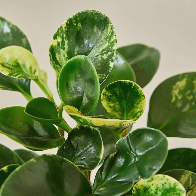 Peperomia Marble Live Plant for Indoor | Different Houseplants in 3'' Pot | Real House Plant for Living Room, Office, Desk & Bathroom | Marble Peperomia | Radiator Plant