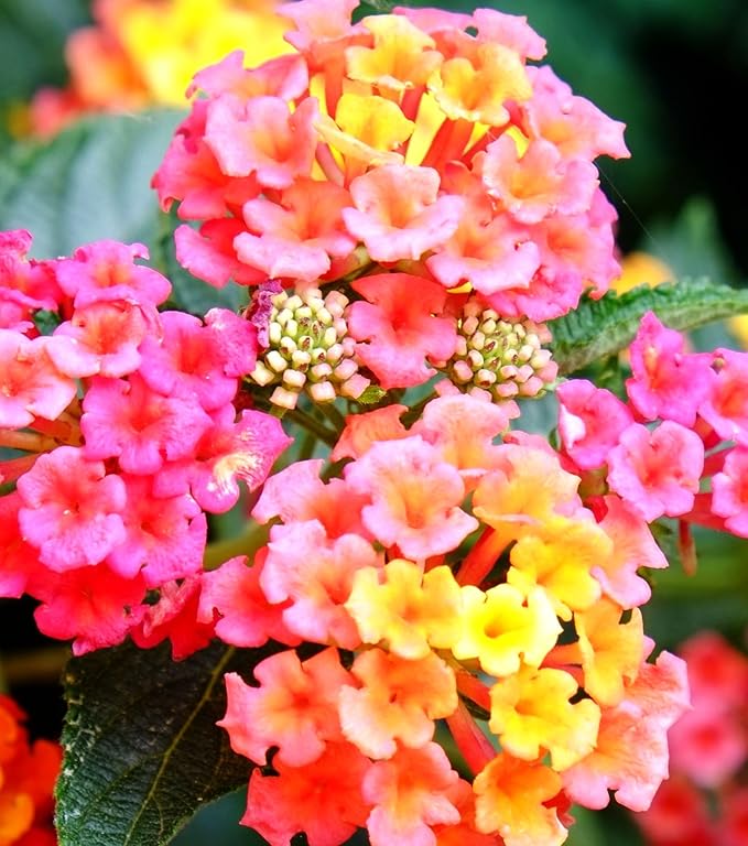 50 pcs Lantana Flower Seeds – Colorful Perennial Seeds | Drought-Tolerant, Long-Blooming | Attracts Butterflies & Hummingbirds