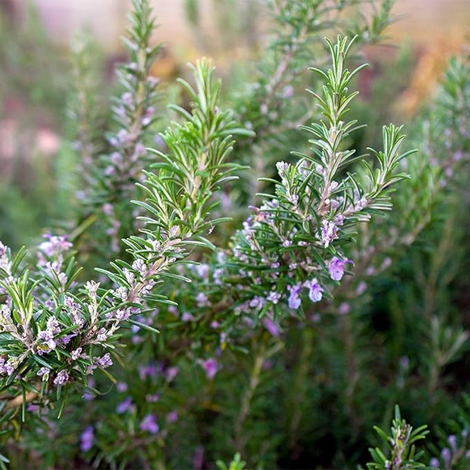 Perfect Plants Southern Living Chef's Choice Rosemary Bush in 1 Gallon Pot | Live Plant | Edible, Aromatic herb for Home Cooking and Gardening | Great for Cooking and Grilling | Zones 7-10