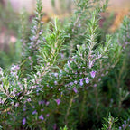 Perfect Plants Southern Living Chef's Choice Rosemary Bush in 1 Gallon Pot | Live Plant | Edible, Aromatic herb for Home Cooking and Gardening | Great for Cooking and Grilling | Zones 7-10