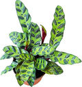 Rattlesnake Calathea Plant in 4" Pot - Live Rattlesnake Plant - Pet Safe Air Purifying Indoor Outdoor House Plants Flowers for Home Office Wedding Decor & Birthday Gift (Large)(Heat Pack Included)