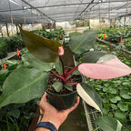 Philodendron Pink Princess Live Plant for Indoor | Different Houseplants in 4'' & 6'' Pot | Real House Plant for Living Room, Office, Desk & Bathroom | Pink Princess | erubescens