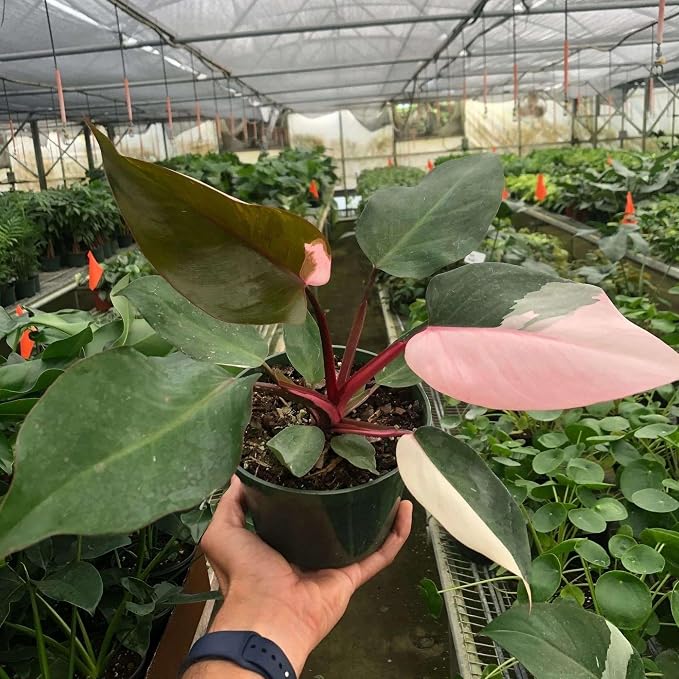 Philodendron Pink Princess Live Plant for Indoor | Different Houseplants in 4'' & 6'' Pot | Real House Plant for Living Room, Office, Desk & Bathroom | Pink Princess | erubescens