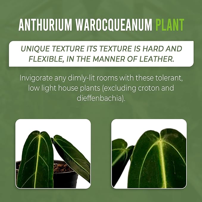 LEAL PLANTS ECUADOR Anthurium Warocqueanum + Veitchii (Pack of 2) Bundle Indoor Plants| Rare Queen & King Anthurium Hybrid|Tropical Premium Houseplants for Home & Office Decor