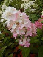 Proven Winners - Hydrangea pan. Fire Light (Panicle Hydrangea) Shrub, white & red flowers, #3 - Size Container