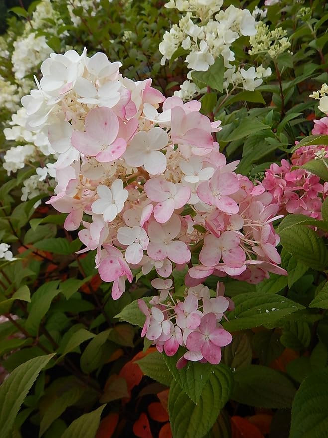 Proven Winners - Hydrangea pan. Fire Light (Panicle Hydrangea) Shrub, white & red flowers, #3 - Size Container