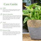 American Plant Exchange Golden Pothos 4-Inch Pot – Easy-Care Trailing Houseplant, Air-Purifying Vine for Home & Office, Low-Maintenance Indoor Plant for Hanging Baskets & Shelves