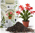 All-Natural Christmas Cactus Potting Soil Mix 10qt- Premium Well-Draining & Aerated ，Designed Specifically for Succulents and Cacti