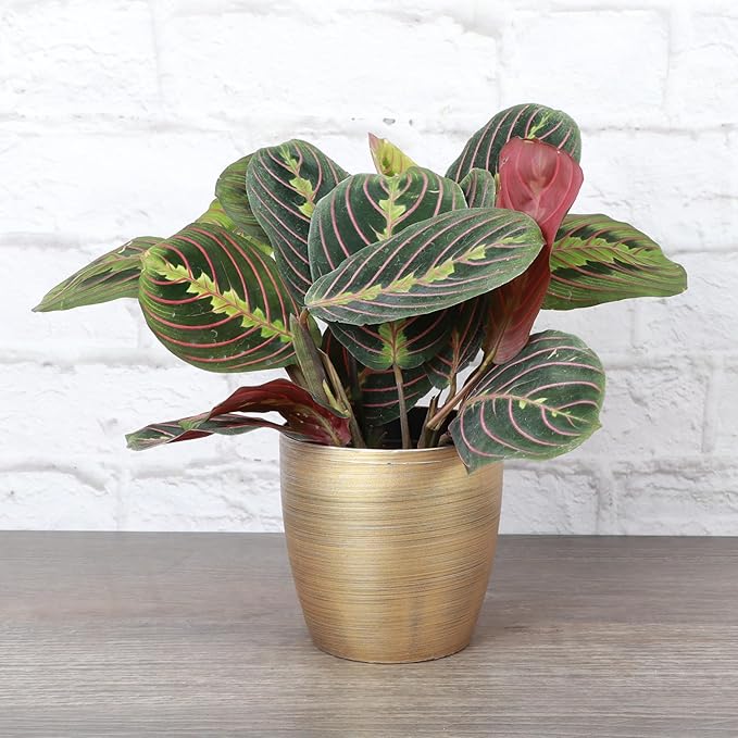 Thorsen's Greenhouse Red Prayer Plant, Live Indoor Plant, Pet Friendly, Popular Houseplant, Red Maranta, Easy to Grow, 4" Diameter Pot (Gold)